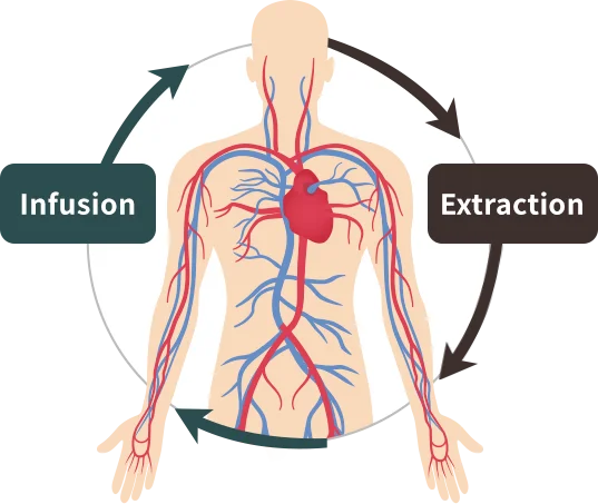 Stem Cell Therapy (IV) process: blood extraction and infusion cycle